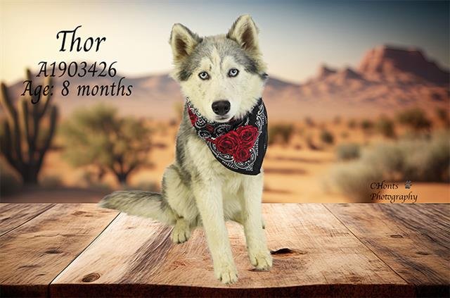 THOR - Siberian Husky available for adoption