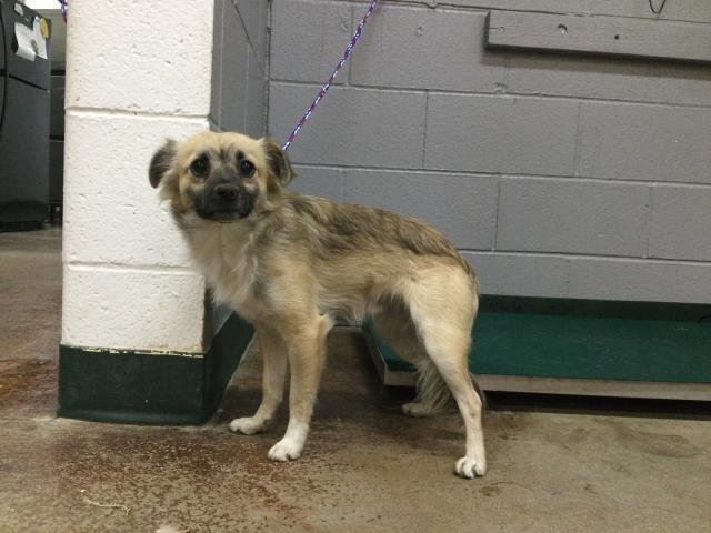 WILLIE - Chihuahua / Pug available for adoption