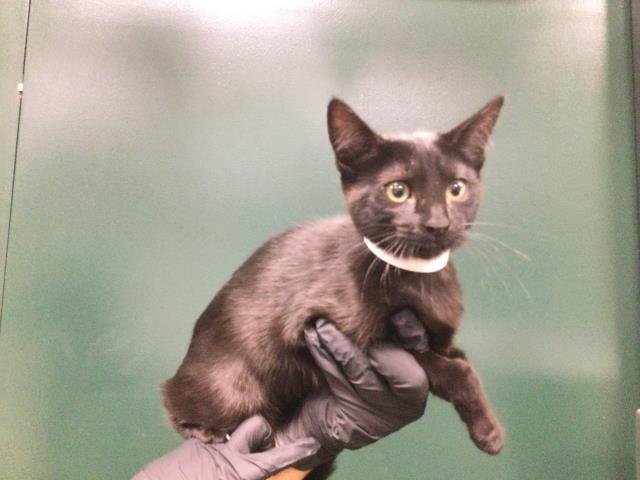 A1894976 - Domestic Short Hair available for adoption