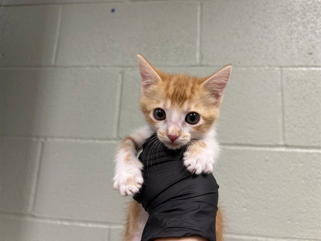 SCOUT - Domestic Short Hair available for adoption