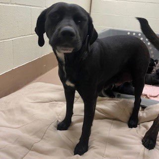 ADDY - Labrador Retriever available for adoption