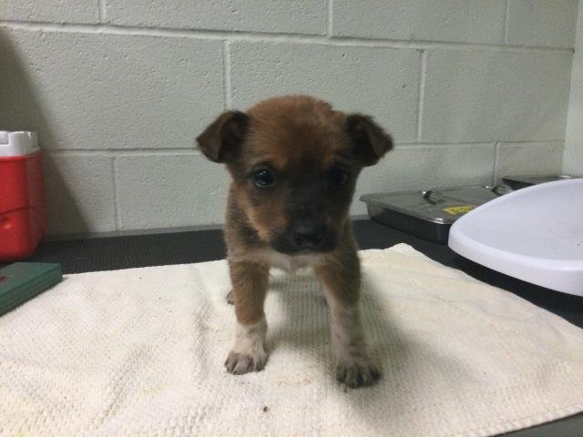 ASH - Siberian Husky available for adoption