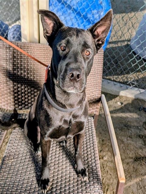 WILMA - Pit Bull Terrier available for adoption