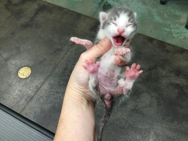 A1879409 - Domestic Short Hair available for adoption