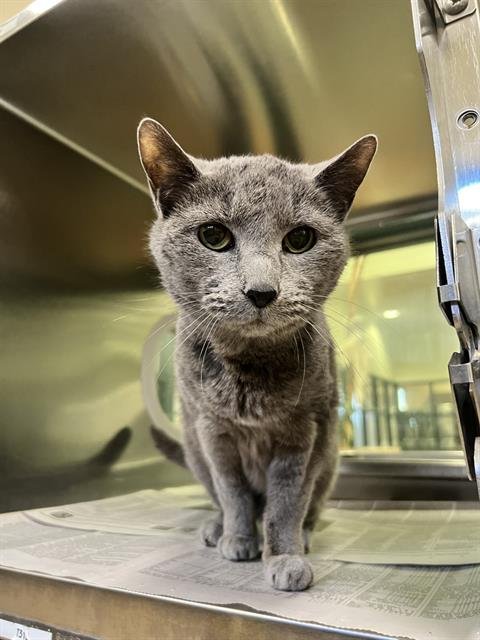 ARTEMIS - Domestic Short Hair available for adoption