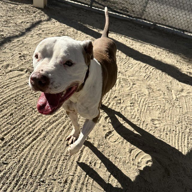 NIKKO - Pit Bull Terrier available for adoption