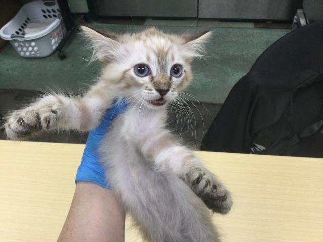 MATILDA - Domestic Short Hair available for adoption