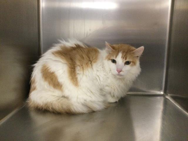 WINNIE - Domestic Short Hair available for adoption