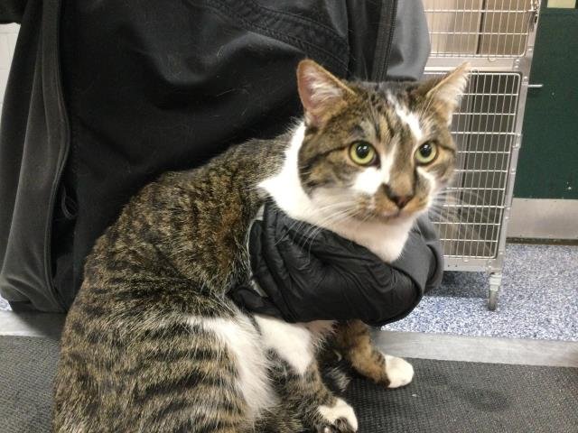 ZO - Domestic Short Hair available for adoption