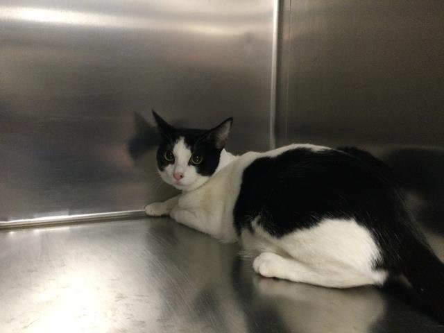 SYLVIA - Domestic Short Hair available for adoption