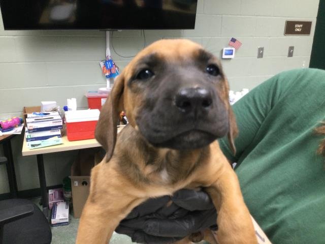 ADELAIDE - Boxer available for adoption