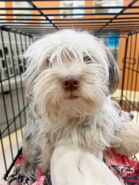 ALFIE - Havanese available for adoption