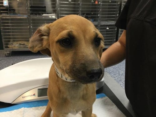 COCO - Chihuahua available for adoption