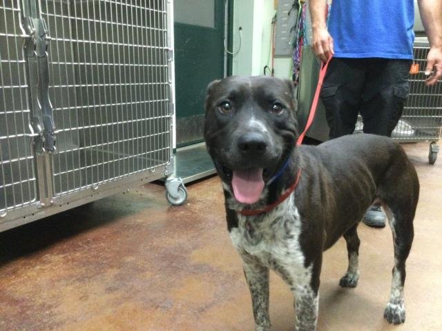 DUKE - German Shorthaired Pointer available for adoption
