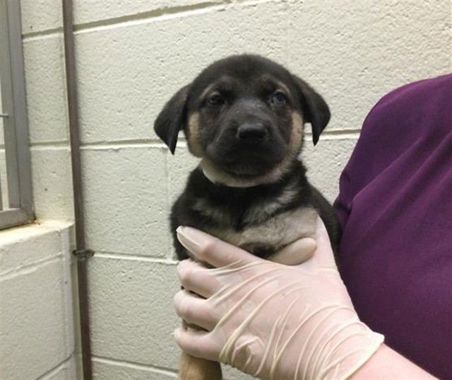 THEOLA - Labrador Retriever available for adoption