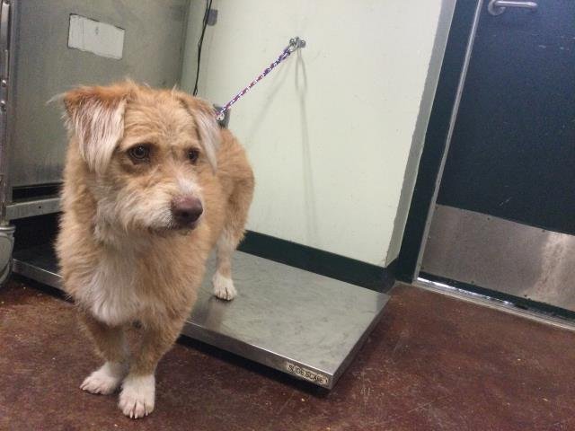 WOODSTOCK - Terrier available for adoption