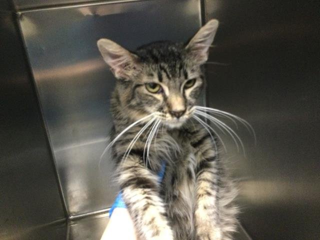 A1874223 - Domestic Medium Hair available for adoption