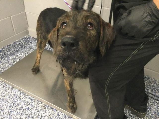 DOUGLAS - Terrier available for adoption