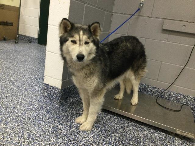 STITCH - Husky available for adoption