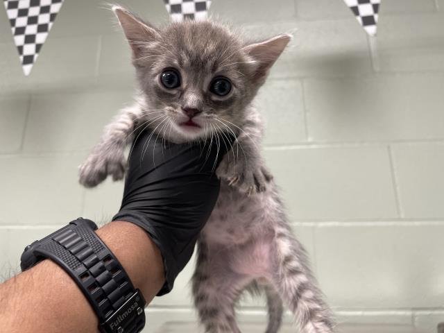 A1894468 - Domestic Short Hair available for adoption