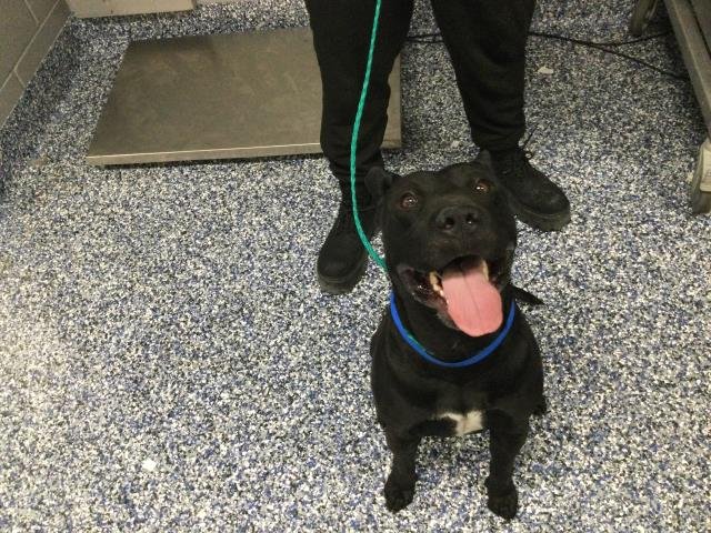 ZEPPELIN - Pit Bull Terrier available for adoption