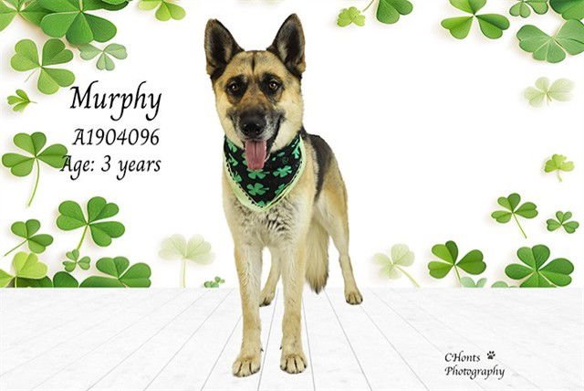 MURPHY - German Shepherd Dog available for adoption