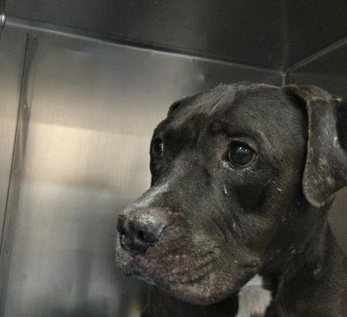 DUNBAR - Labrador Retriever available for adoption