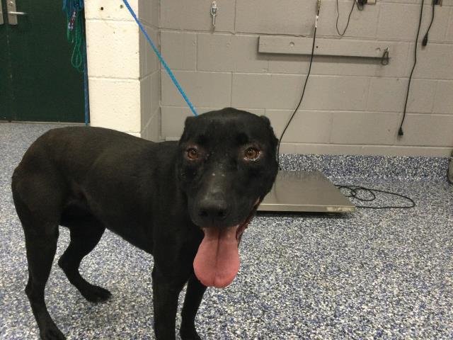 SHILOH - Labrador Retriever available for adoption