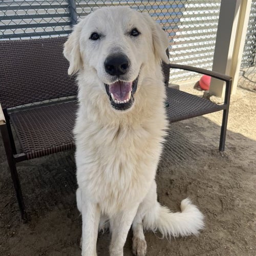 ADAM - Great Pyrenees available for adoption