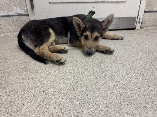 KISSES - German Shepherd Dog available for adoption