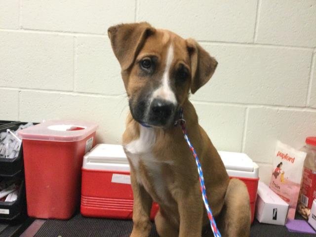 SISKEL - Boxer available for adoption