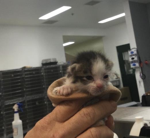 A1904512 - Domestic Short Hair available for adoption