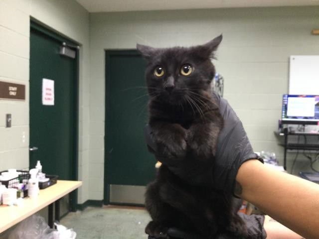 A1891743 - Domestic Short Hair available for adoption