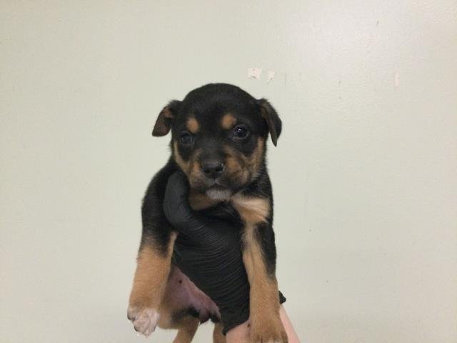 SAMUS - Terrier available for adoption