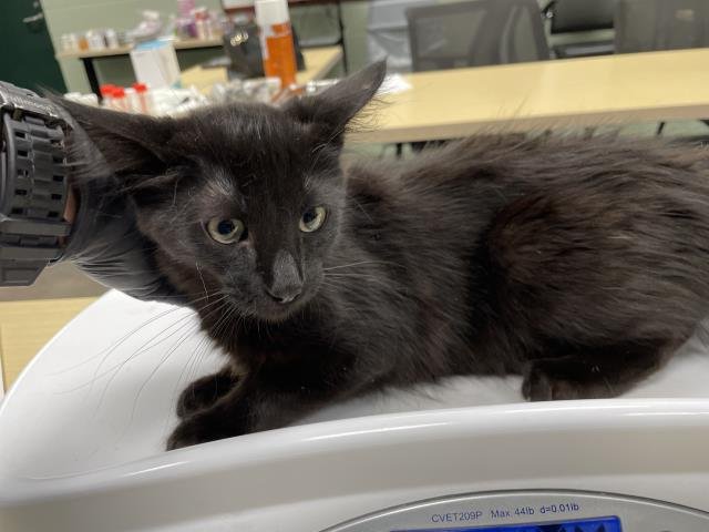 A1880511 - Domestic Short Hair available for adoption