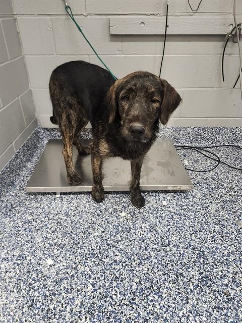 SCRIMP - Terrier available for adoption