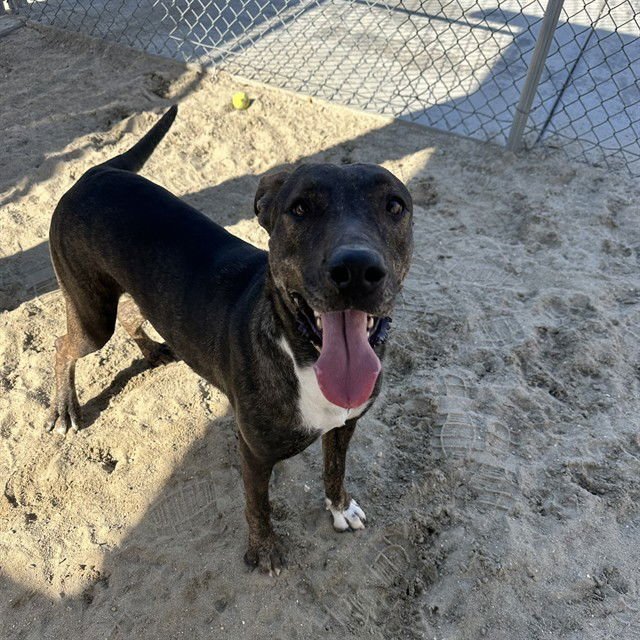 GITANA - Labrador Retriever available for adoption
