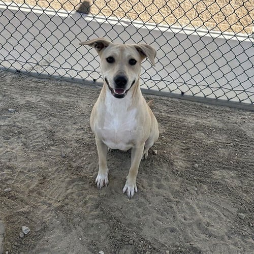 NAMI - Labrador Retriever available for adoption