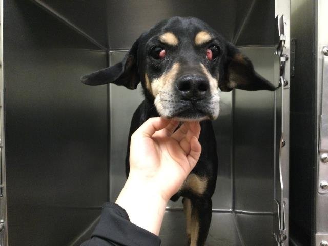 BOOSTER - Beagle available for adoption