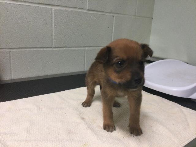 LEVI - Siberian Husky available for adoption