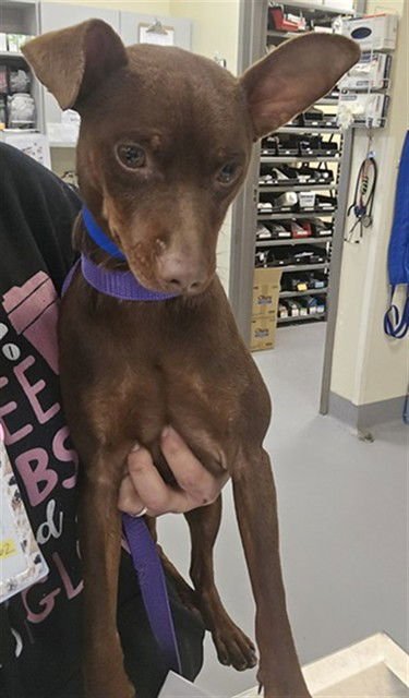 SAMMY - Miniature Pinscher available for adoption