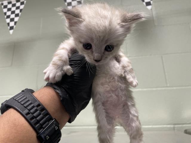 A1894464 - Domestic Short Hair available for adoption