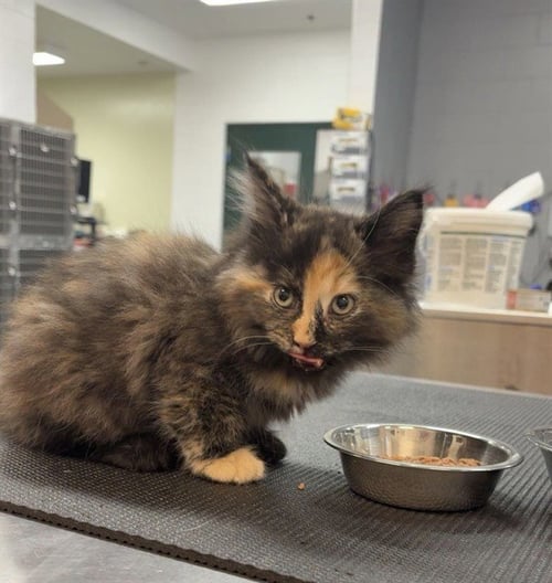 SMOOSH - Domestic Medium Hair available for adoption