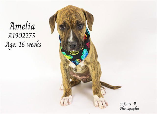 AMELIA - Pit Bull Terrier / Boxer available for adoption