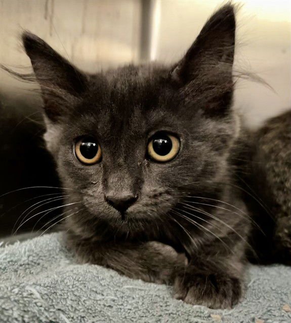 BEATRIX - Domestic Short Hair available for adoption