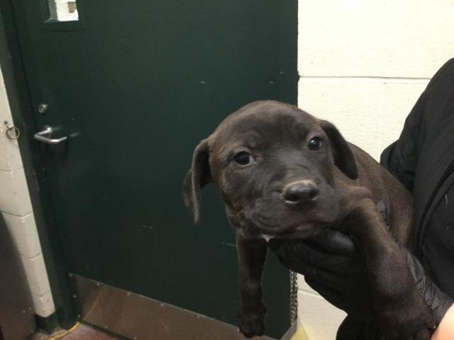 LARRY - Pit Bull Terrier available for adoption