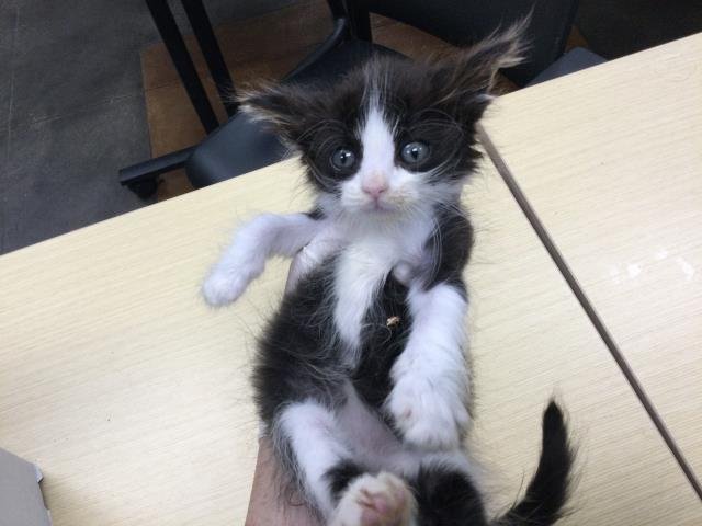 A1880281 - Domestic Short Hair available for adoption