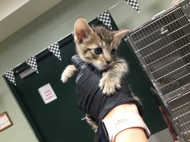 A1886541 - Domestic Short Hair available for adoption