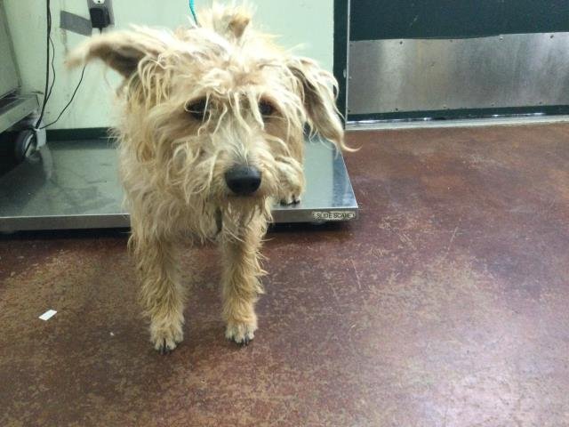 MATTY - Terrier available for adoption