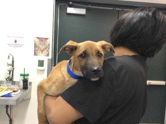 TYRO - Belgian Shepherd Malinois available for adoption